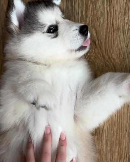 Chloe Tami photo 32816