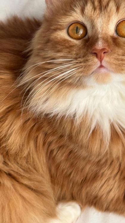 Renata Alexandrovna photo 85853