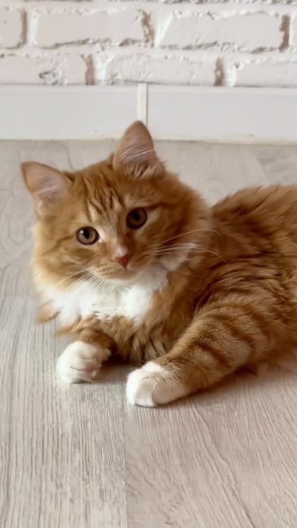 Renata Alexandrovna photo 85914