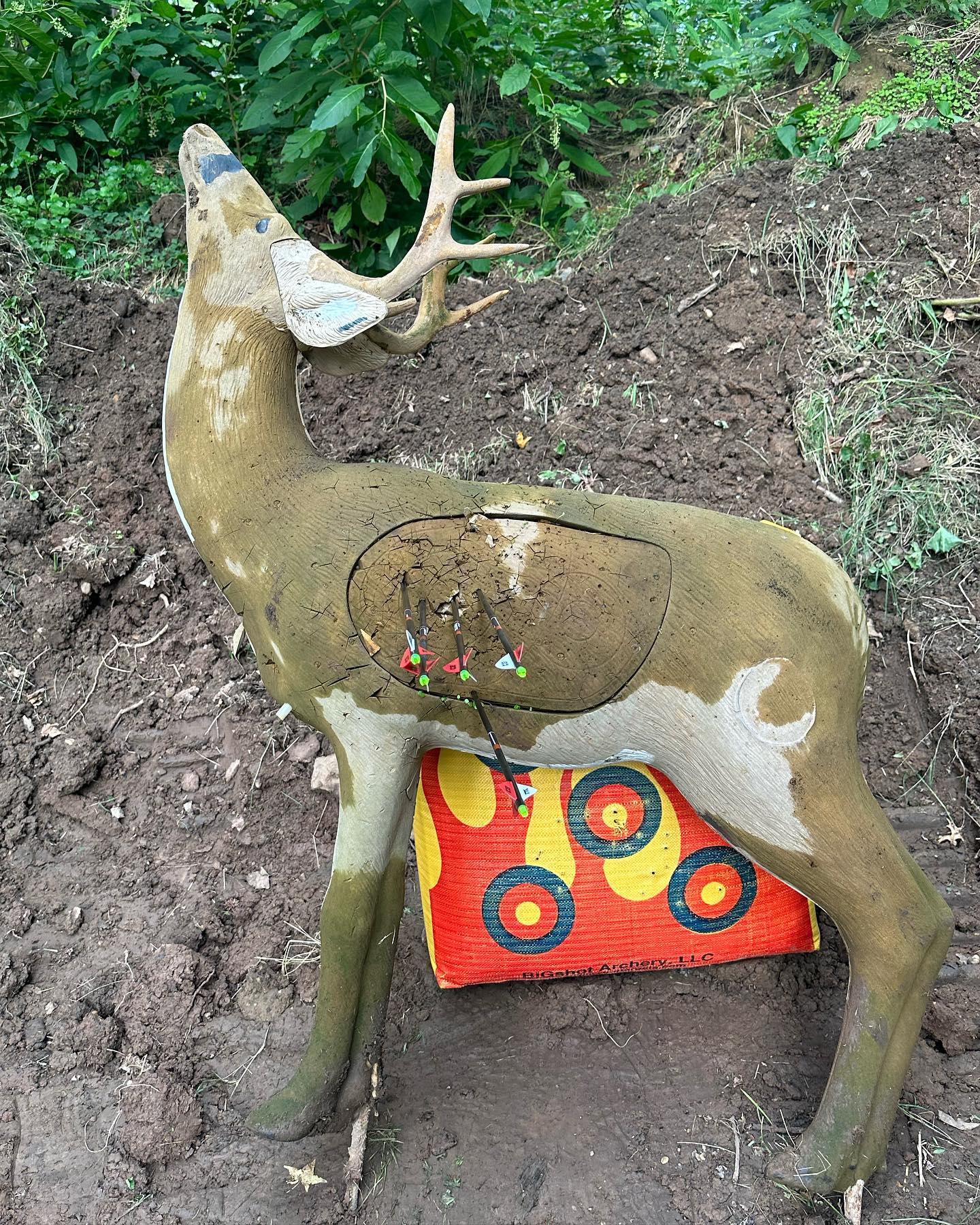 Danielle Cooper #37312