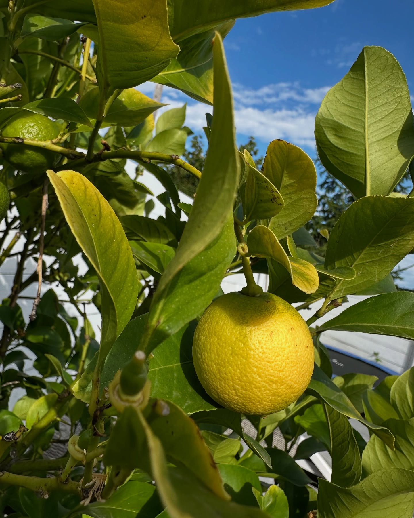 Carinnha White #174152