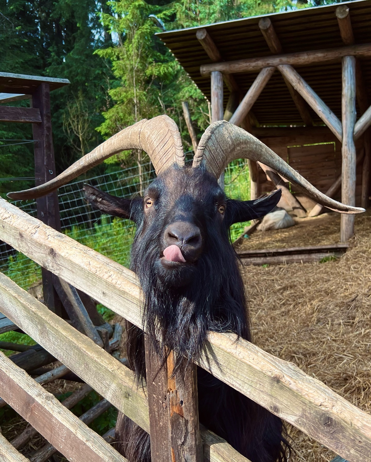 Anna Desiatnikova #174362