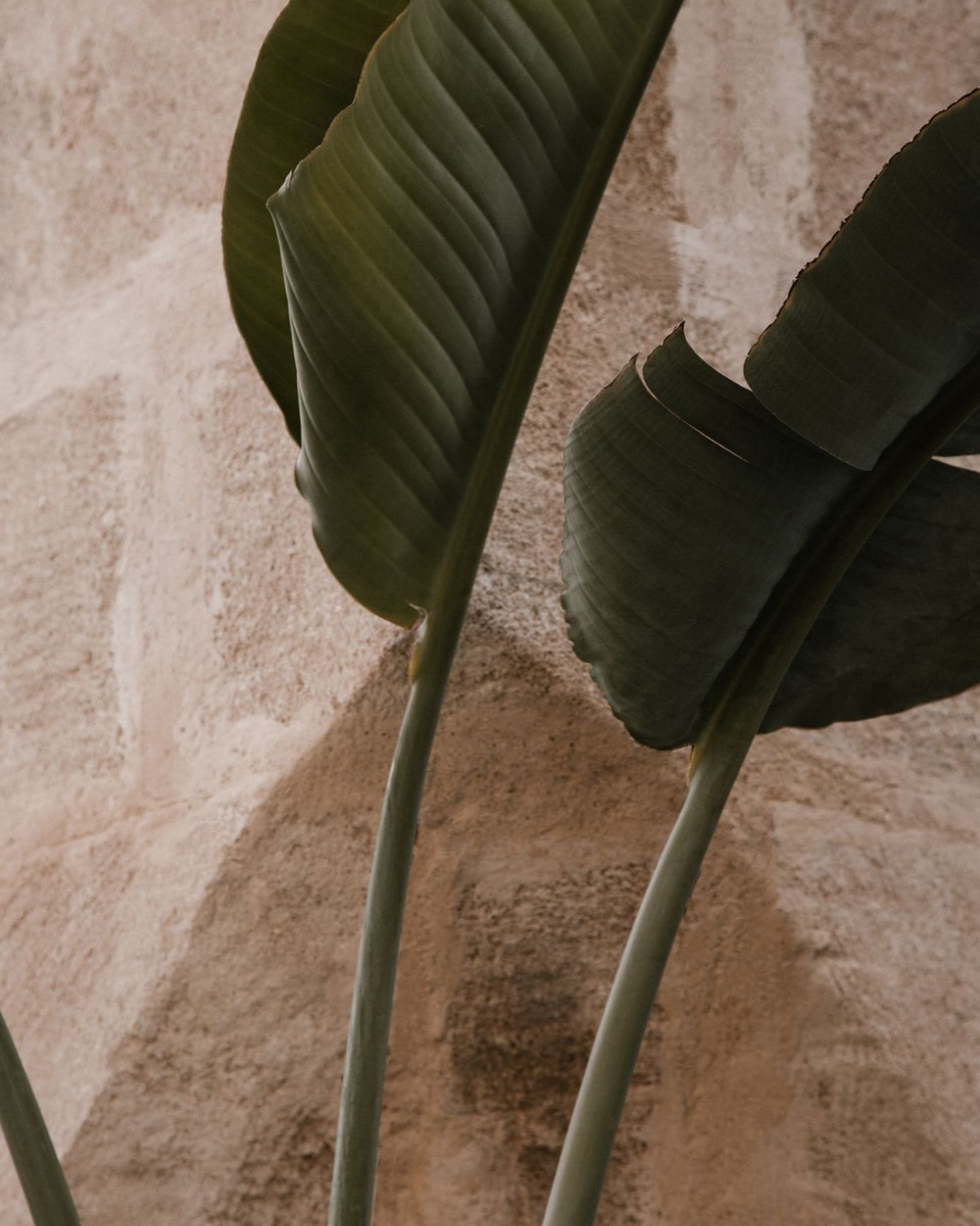 Nienke van Schijndel #51132