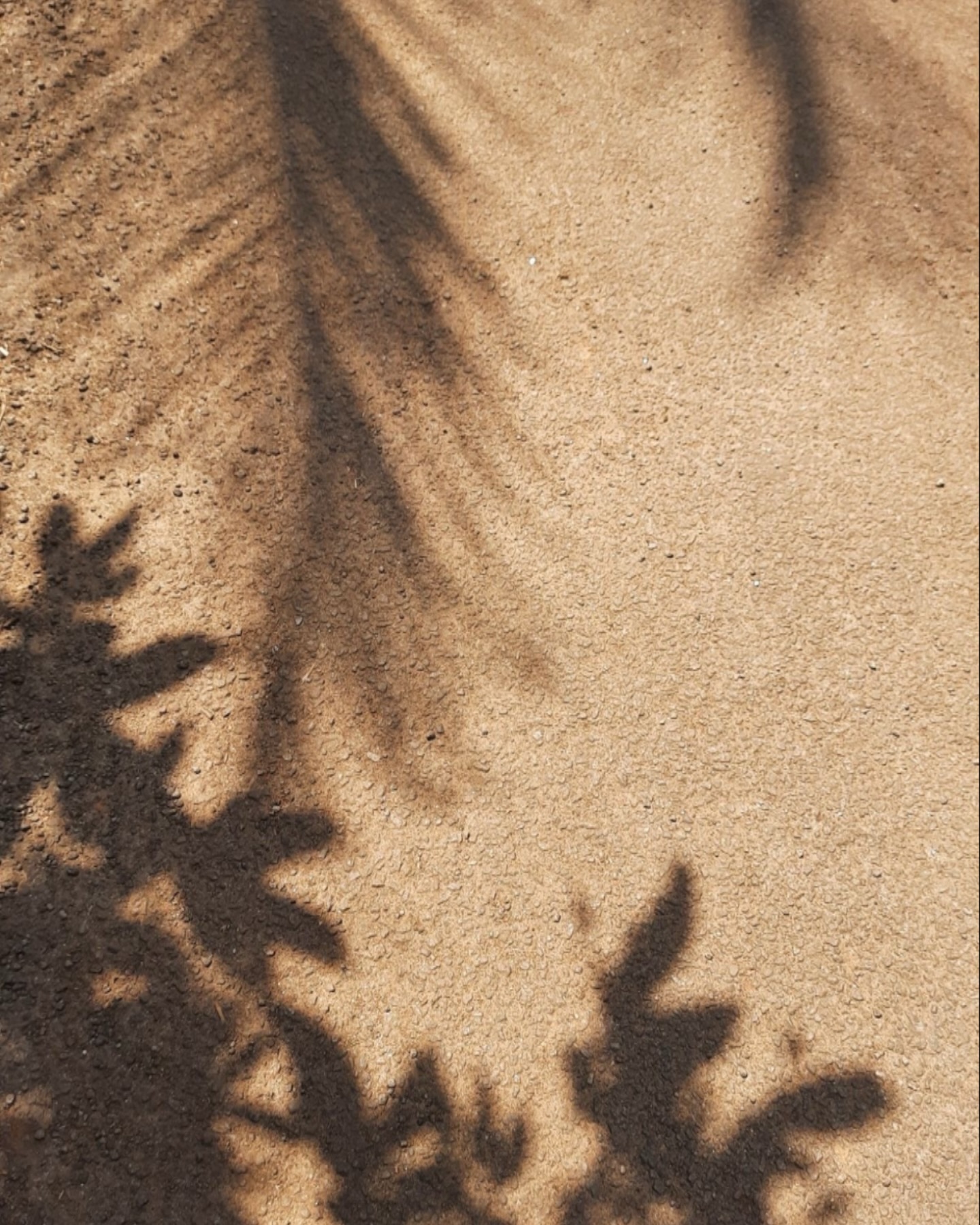 Nienke van Schijndel #51137