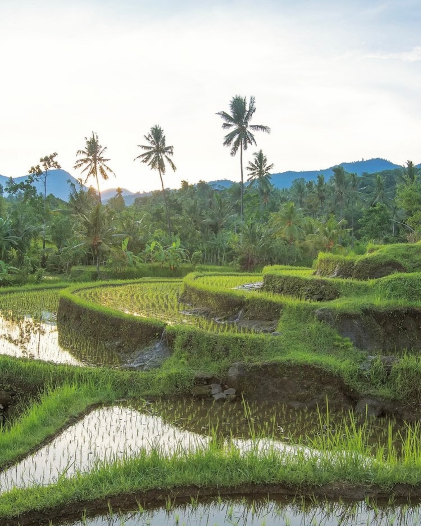 Nienke van Schijndel #51161