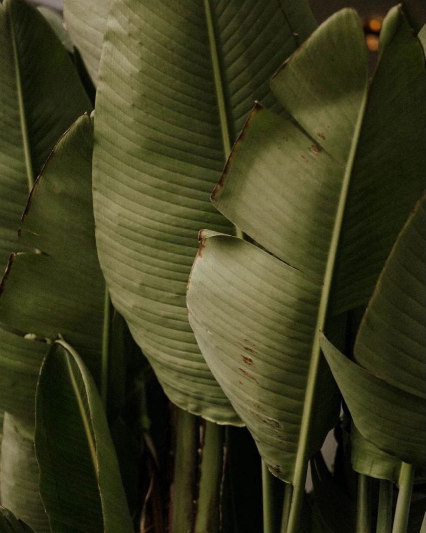 Nienke van Schijndel #51165