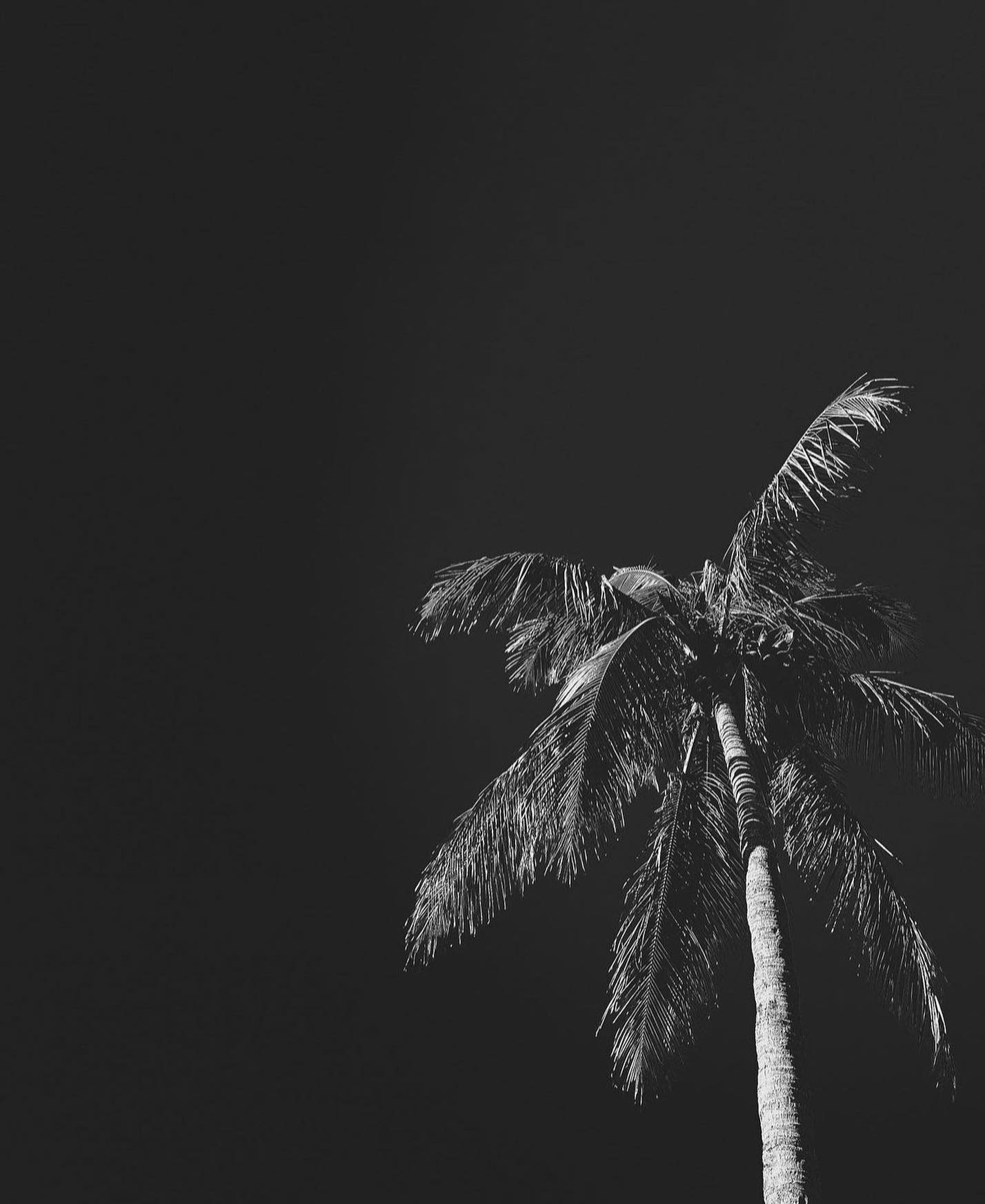 Nienke van Schijndel #51222