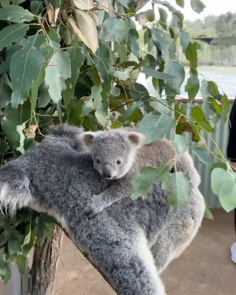 Priyanka Chopra #52931