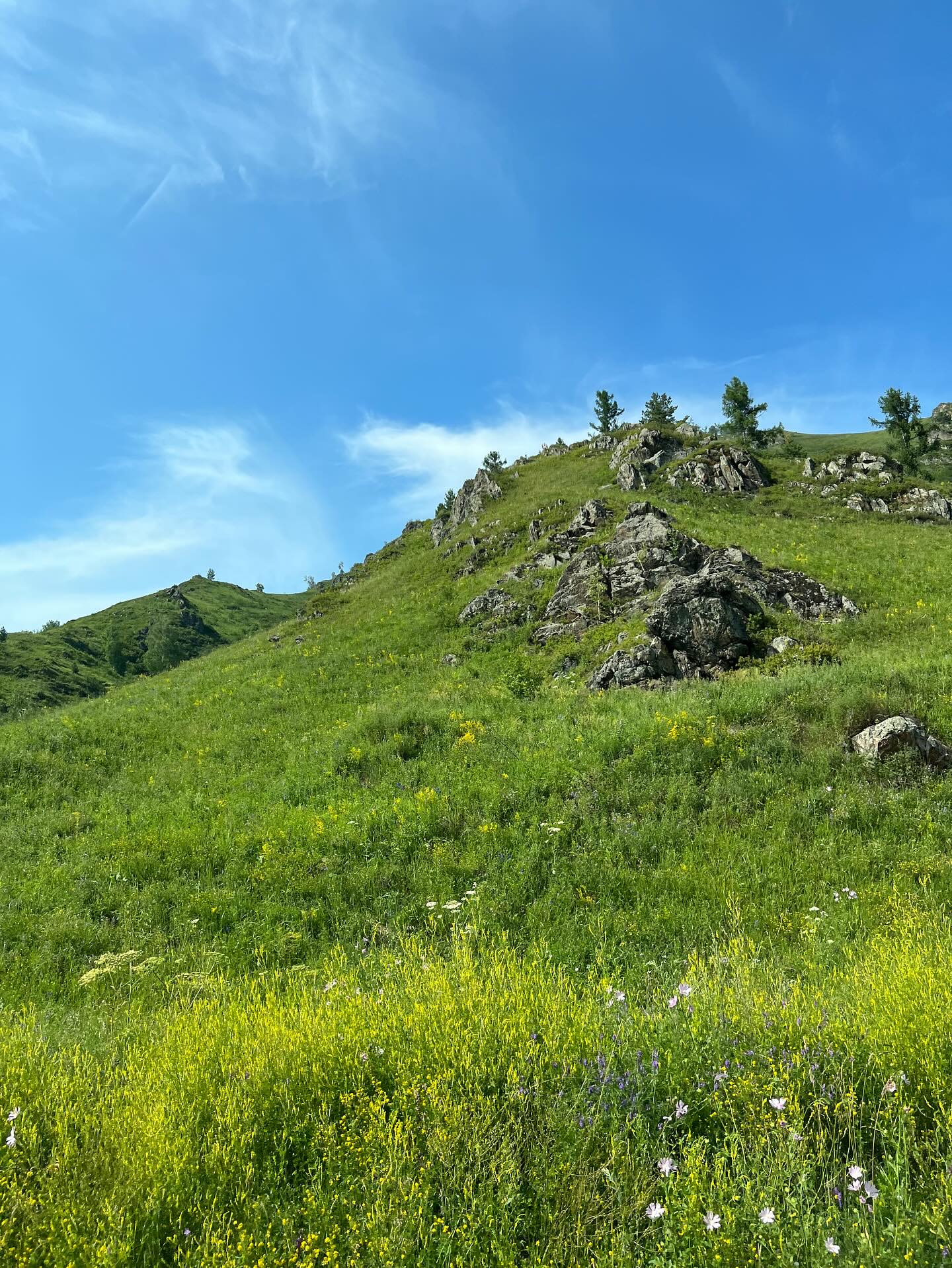 Cheryl Blossom #247100