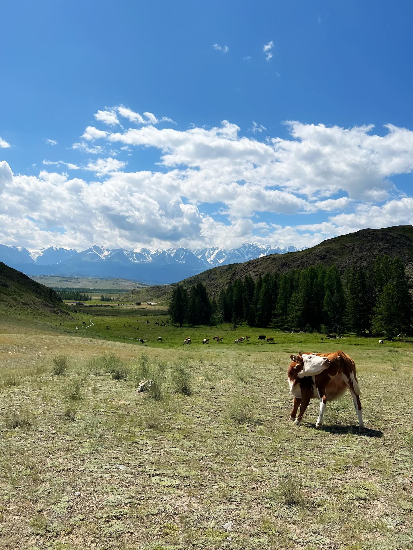 Cheryl Blossom #247102