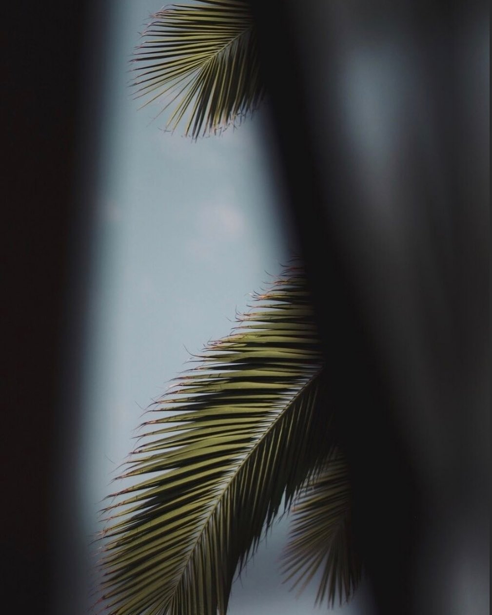 Katalina Gomez #19382