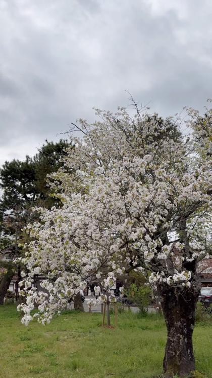 Madi Springer photo 57566