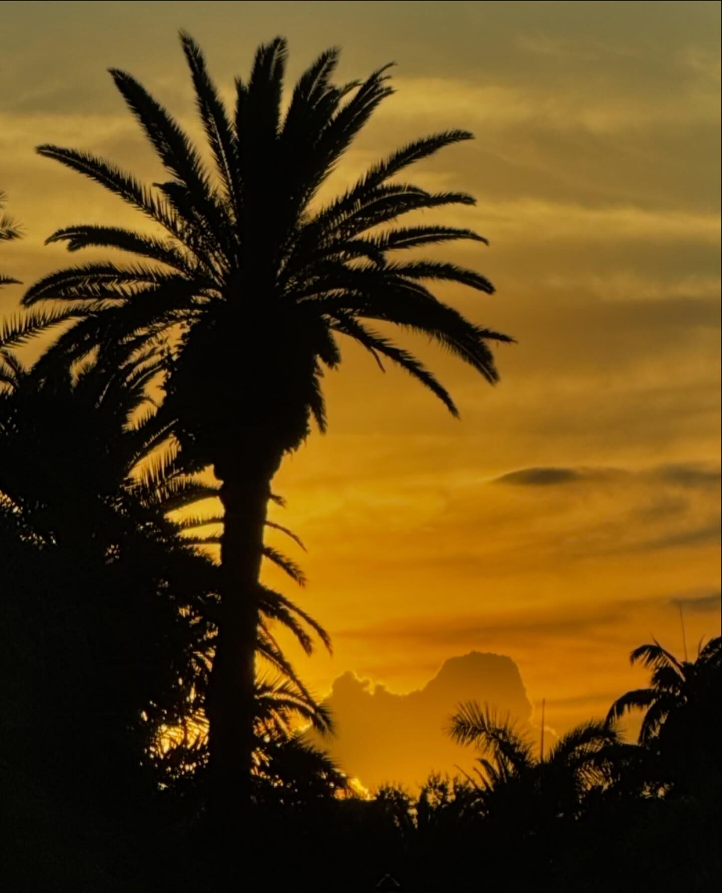 Candice Swanepoel #27197