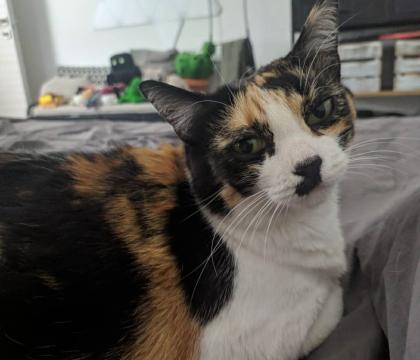 Sofia Mina Delle Cave